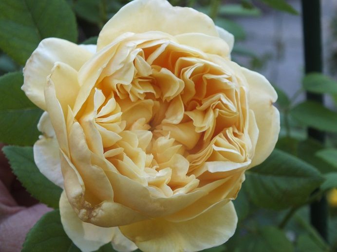  photo charlesdarwin_zps0ea21237.jpg